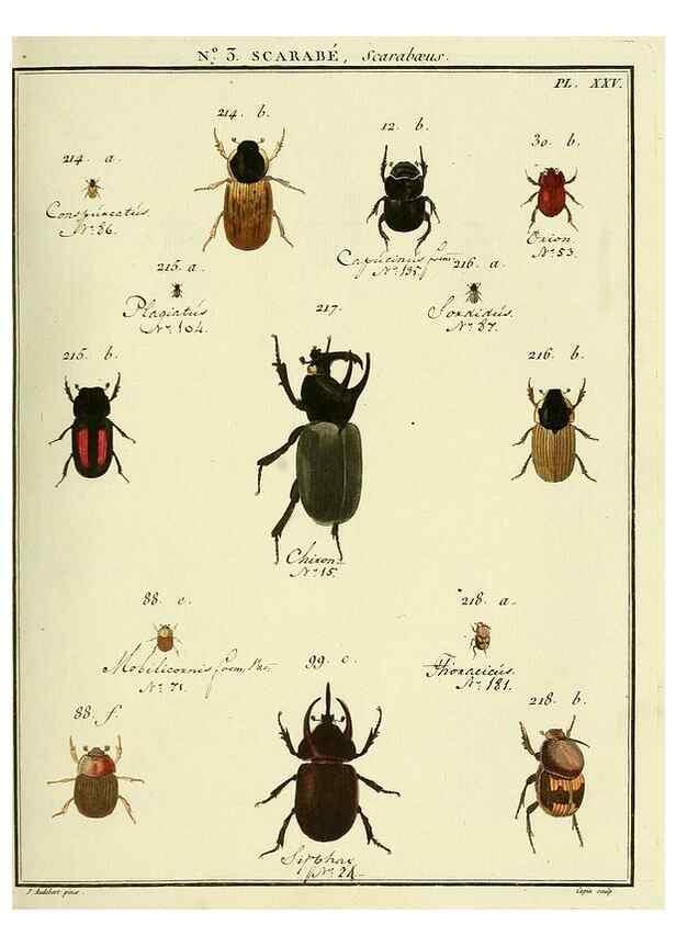 Reproducción/Reproduction 8112652399: Entomologie, ou, Histoire naturelle des insectes :. A Paris :De l'Imprimerie de Baudoin,1789-1808.
