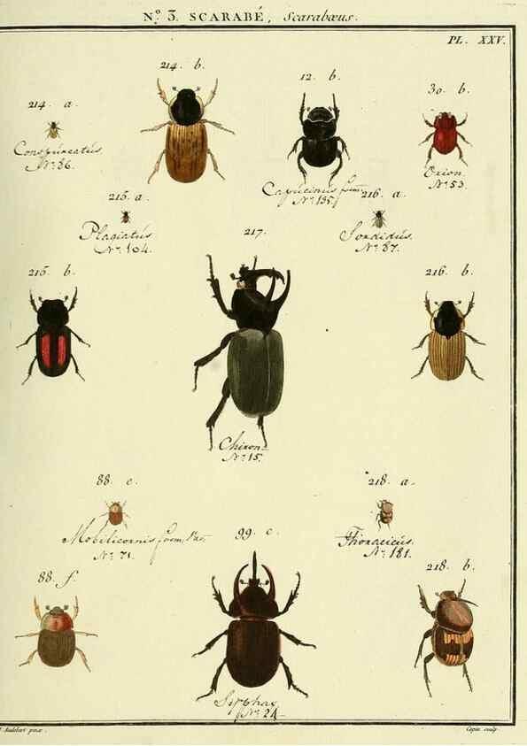 Reproducción/Reproduction 8112652399: Entomologie, ou, Histoire naturelle des insectes :. A Paris :De l'Imprimerie de Baudoin,1789-1808.