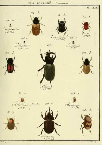 Reproducción/Reproduction 8112652399: Entomologie, ou, Histoire naturelle des insectes :. A Paris :De l'Imprimerie de Baudoin,1789-1808.