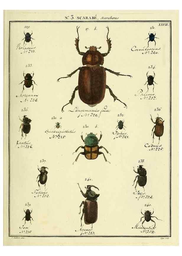 Reproducción/Reproduction 8112653475: Entomologie, ou, Histoire naturelle des insectes :. A Paris :De l'Imprimerie de Baudoin,1789-1808.