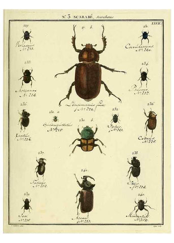 Reproducción/Reproduction 8112653475: Entomologie, ou, Histoire naturelle des insectes :. A Paris :De l'Imprimerie de Baudoin,1789-1808.