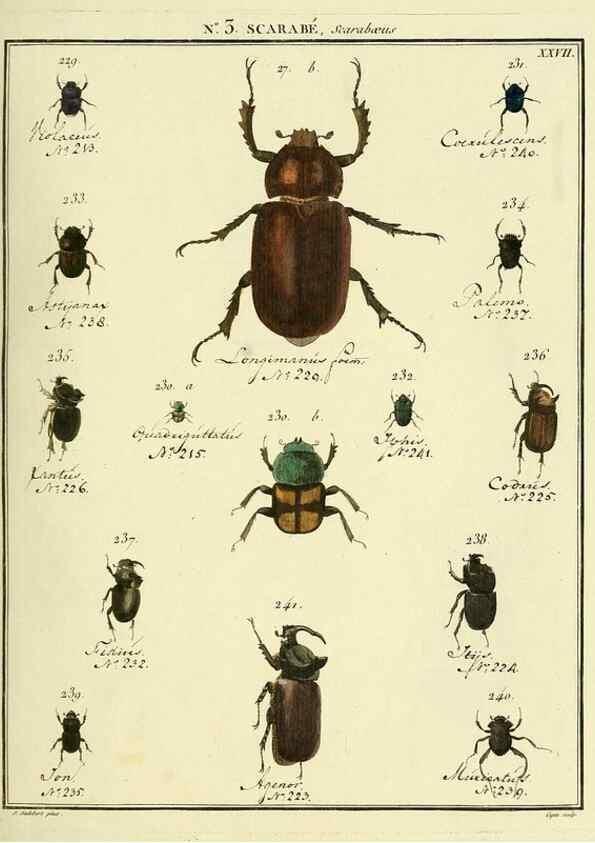 Reproducción/Reproduction 8112653475: Entomologie, ou, Histoire naturelle des insectes :. A Paris :De l'Imprimerie de Baudoin,1789-1808.