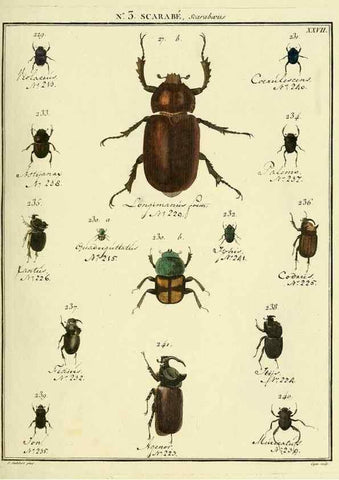Reproducción/Reproduction 8112653475: Entomologie, ou, Histoire naturelle des insectes :. A Paris :De l'Imprimerie de Baudoin,1789-1808.