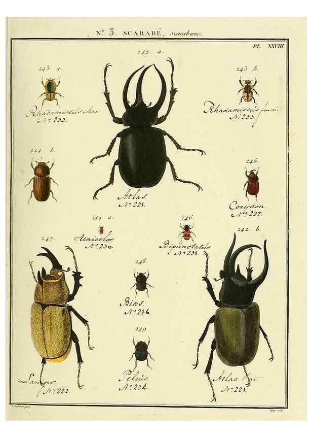 Reproducción/Reproduction 8112663364: Entomologie, ou, Histoire naturelle des insectes :. A Paris :De l'Imprimerie de Baudoin,1789-1808.