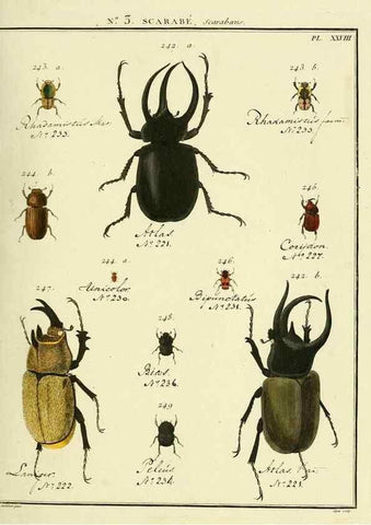 Reproducción/Reproduction 8112663364: Entomologie, ou, Histoire naturelle des insectes :. A Paris :De l'Imprimerie de Baudoin,1789-1808.