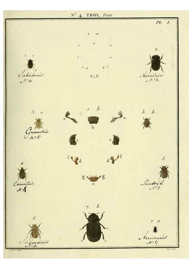 Reproducción/Reproduction 8112663852: Entomologie, ou, Histoire naturelle des insectes :. A Paris :De l'Imprimerie de Baudoin,1789-1808.