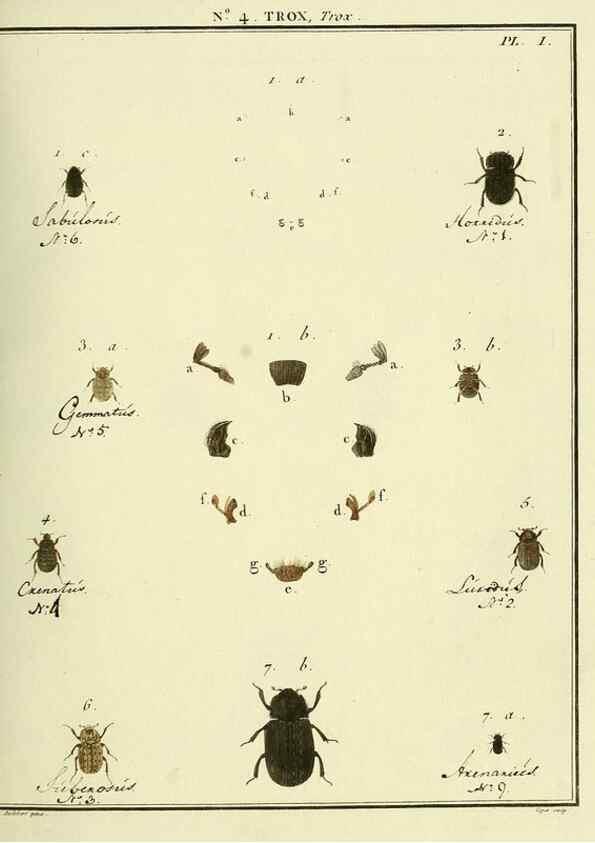 Reproducción/Reproduction 8112663852: Entomologie, ou, Histoire naturelle des insectes :. A Paris :De l'Imprimerie de Baudoin,1789-1808.
