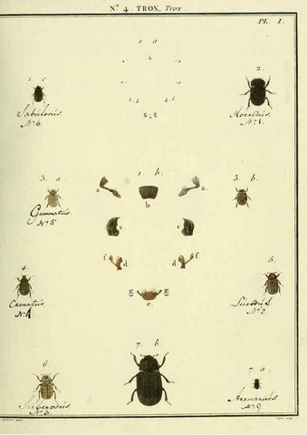 Reproducción/Reproduction 8112663852: Entomologie, ou, Histoire naturelle des insectes :. A Paris :De l'Imprimerie de Baudoin,1789-1808.