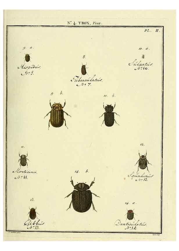 Reproducción/Reproduction 8112664356: Entomologie, ou, Histoire naturelle des insectes :. A Paris :De l'Imprimerie de Baudoin,1789-1808.