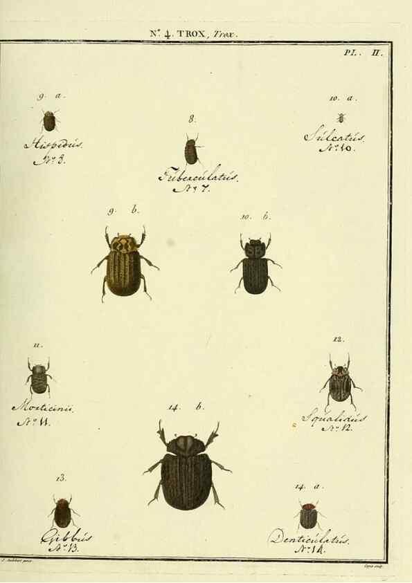 Reproducción/Reproduction 8112664356: Entomologie, ou, Histoire naturelle des insectes :. A Paris :De l'Imprimerie de Baudoin,1789-1808.