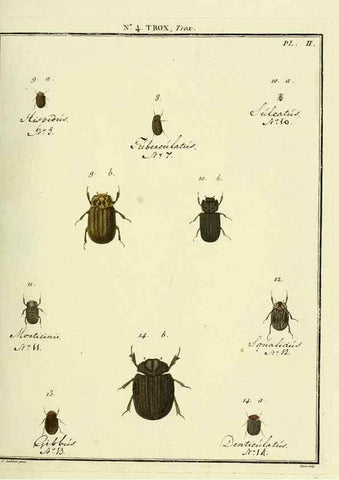 Reproducción/Reproduction 8112664356: Entomologie, ou, Histoire naturelle des insectes :. A Paris :De l'Imprimerie de Baudoin,1789-1808.
