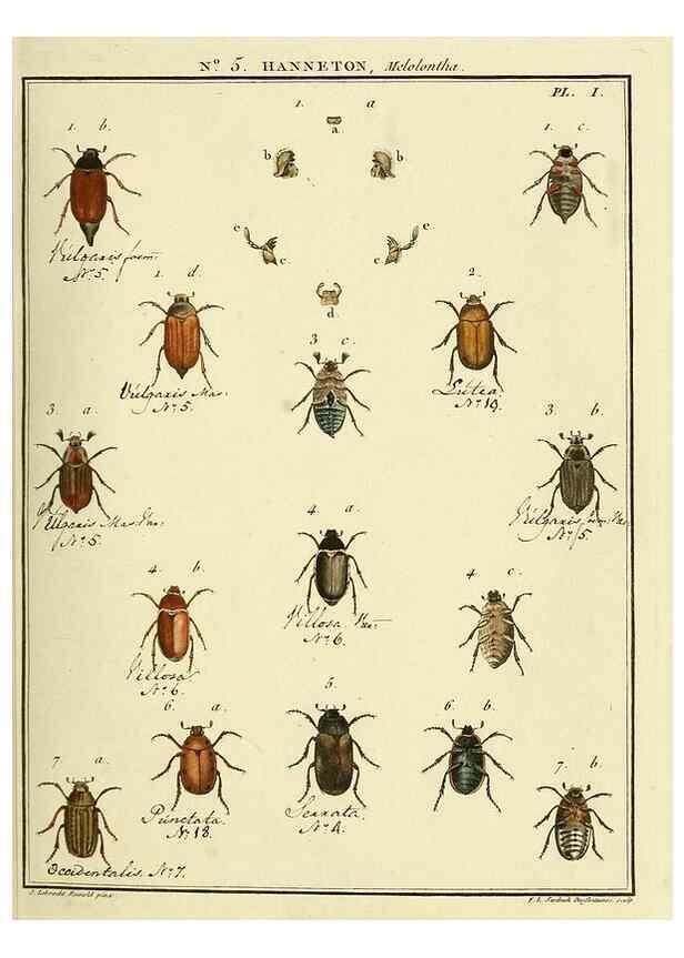 Reproducción/Reproduction 8112655227: Entomologie, ou, Histoire naturelle des insectes :. A Paris :De l'Imprimerie de Baudoin,1789-1808.