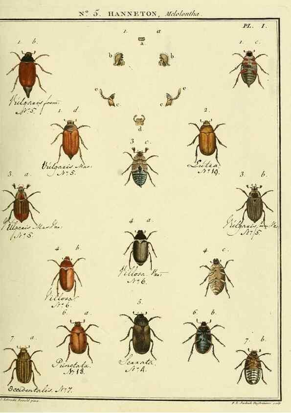 Reproducción/Reproduction 8112655227: Entomologie, ou, Histoire naturelle des insectes :. A Paris :De l'Imprimerie de Baudoin,1789-1808.