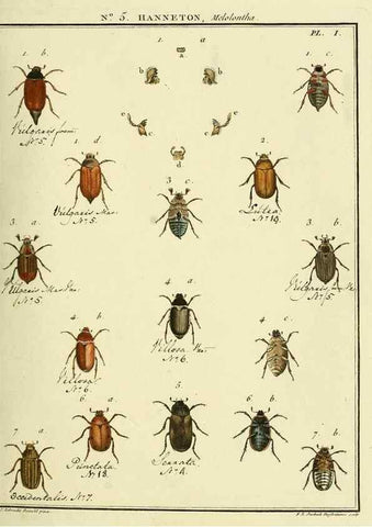 Reproducción/Reproduction 8112655227: Entomologie, ou, Histoire naturelle des insectes :. A Paris :De l'Imprimerie de Baudoin,1789-1808.