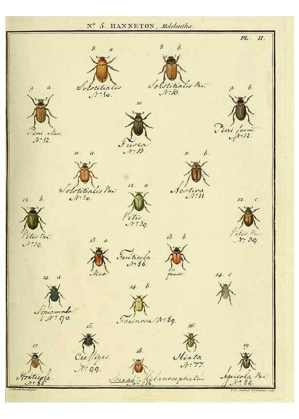 Reproducción/Reproduction 8112655625: Entomologie, ou, Histoire naturelle des insectes :. A Paris :De l'Imprimerie de Baudoin,1789-1808.