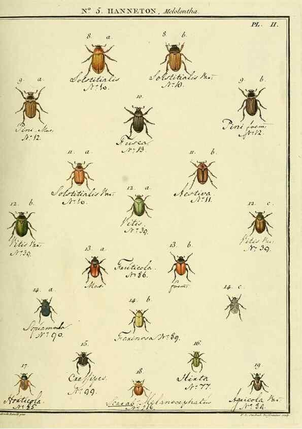 Reproducción/Reproduction 8112655625: Entomologie, ou, Histoire naturelle des insectes :. A Paris :De l'Imprimerie de Baudoin,1789-1808.