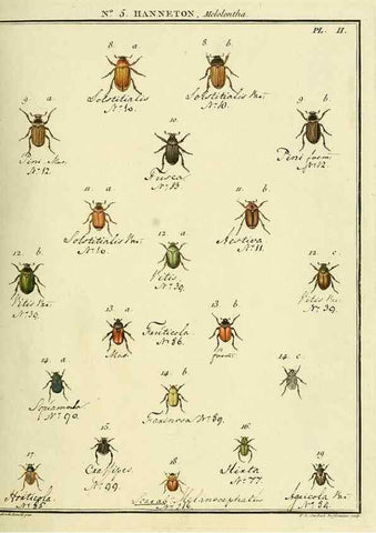 Reproducción/Reproduction 8112655625: Entomologie, ou, Histoire naturelle des insectes :. A Paris :De l'Imprimerie de Baudoin,1789-1808.