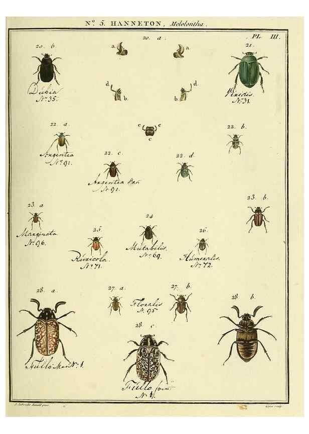 Reproducción/Reproduction 8112665722: Entomologie, ou, Histoire naturelle des insectes :. A Paris :De l'Imprimerie de Baudoin,1789-1808.