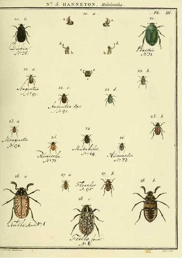 Reproducción/Reproduction 8112665722: Entomologie, ou, Histoire naturelle des insectes :. A Paris :De l'Imprimerie de Baudoin,1789-1808.