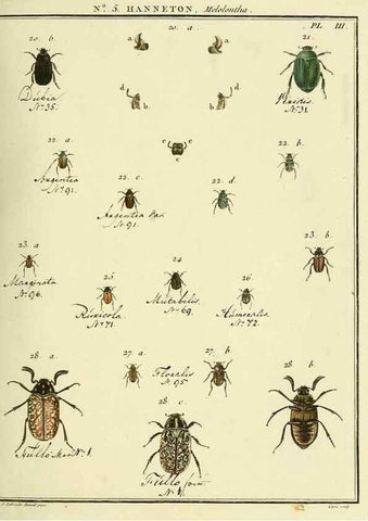 Reproducción/Reproduction 8112665722: Entomologie, ou, Histoire naturelle des insectes :. A Paris :De l'Imprimerie de Baudoin,1789-1808.