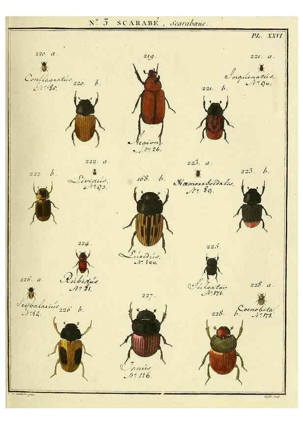 Reproducción/Reproduction 8112652895: Entomologie, ou, Histoire naturelle des insectes :. A Paris :De l'Imprimerie de Baudoin,1789-1808.