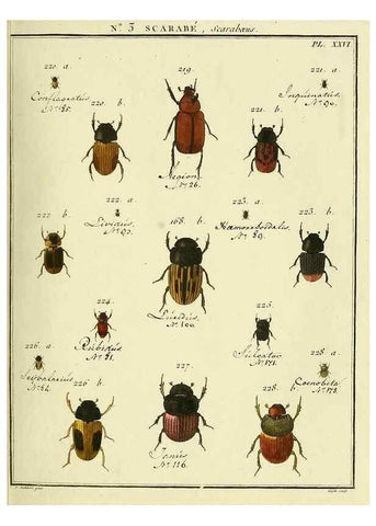 Reproducción/Reproduction 8112652895: Entomologie, ou, Histoire naturelle des insectes :. A Paris :De l'Imprimerie de Baudoin,1789-1808.