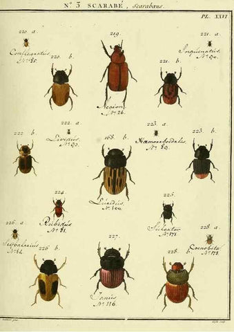 Reproducción/Reproduction 8112652895: Entomologie, ou, Histoire naturelle des insectes :. A Paris :De l'Imprimerie de Baudoin,1789-1808.