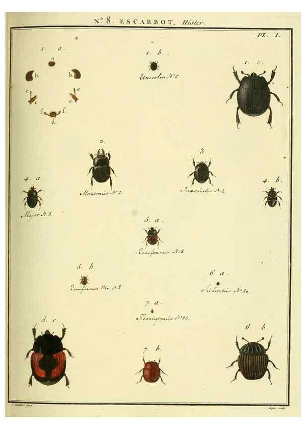 Reproducción/Reproduction 8112675024: Entomologie, ou, Histoire naturelle des insectes :. A Paris :De l'Imprimerie de Baudoin,1789-1808.