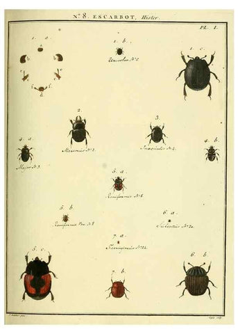 Reproducción/Reproduction 8112675024: Entomologie, ou, Histoire naturelle des insectes :. A Paris :De l'Imprimerie de Baudoin,1789-1808.