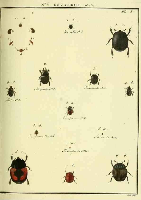 Reproducción/Reproduction 8112675024: Entomologie, ou, Histoire naturelle des insectes :. A Paris :De l'Imprimerie de Baudoin,1789-1808.