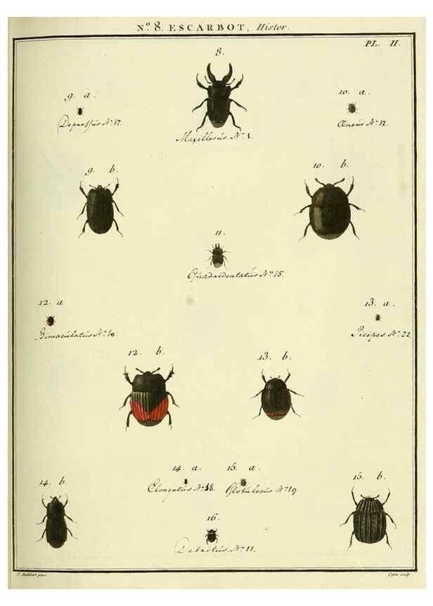 Reproducción/Reproduction 8112665801: Entomologie, ou, Histoire naturelle des insectes :. A Paris :De l'Imprimerie de Baudoin,1789-1808.