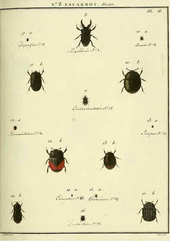 Reproducción/Reproduction 8112665801: Entomologie, ou, Histoire naturelle des insectes :. A Paris :De l'Imprimerie de Baudoin,1789-1808.