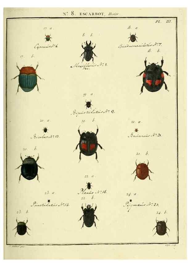 Reproducción/Reproduction 8112675804: Entomologie, ou, Histoire naturelle des insectes :. A Paris :De l'Imprimerie de Baudoin,1789-1808.