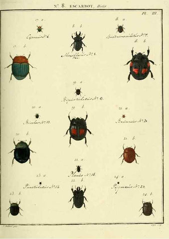 Reproducción/Reproduction 8112675804: Entomologie, ou, Histoire naturelle des insectes :. A Paris :De l'Imprimerie de Baudoin,1789-1808.