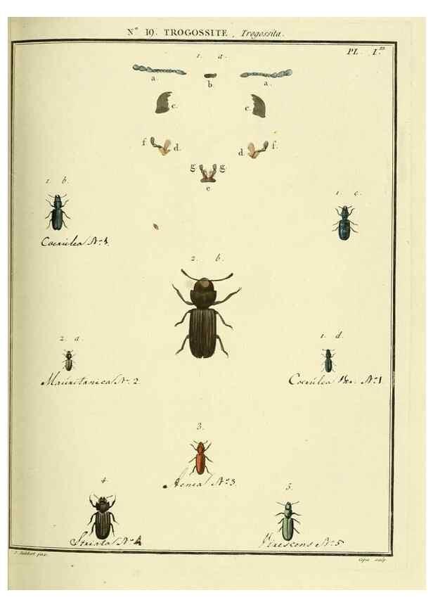 Reproducción/Reproduction 8112675419: Entomologie, ou, Histoire naturelle des insectes :. A Paris :De l'Imprimerie de Baudoin,1789-1808.