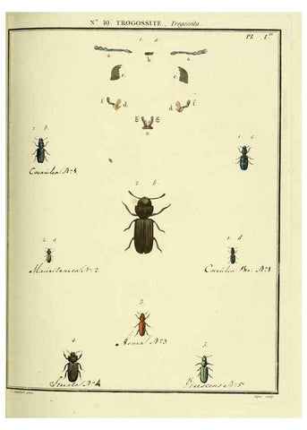 Reproducción/Reproduction 8112675419: Entomologie, ou, Histoire naturelle des insectes :. A Paris :De l'Imprimerie de Baudoin,1789-1808.