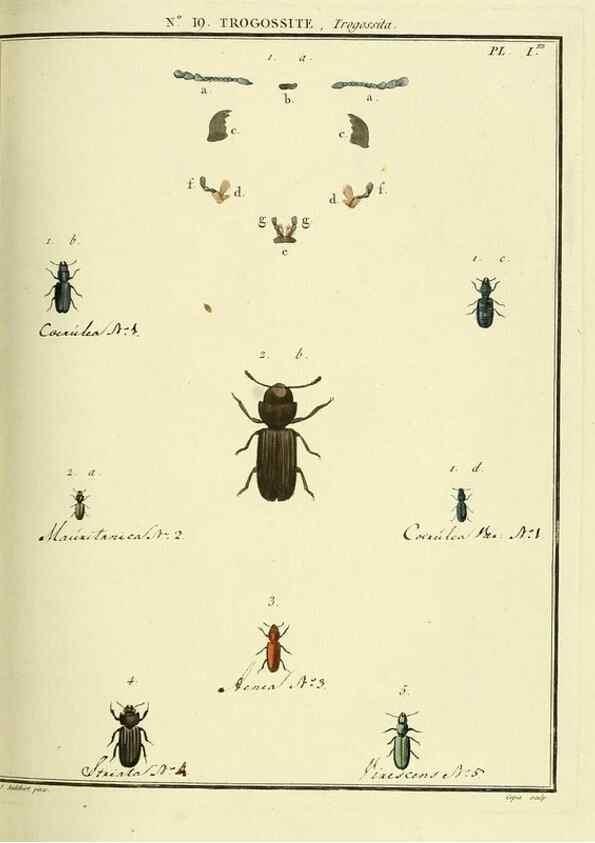 Reproducción/Reproduction 8112675419: Entomologie, ou, Histoire naturelle des insectes :. A Paris :De l'Imprimerie de Baudoin,1789-1808.