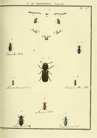 Reproducción/Reproduction 8112675419: Entomologie, ou, Histoire naturelle des insectes :. A Paris :De l'Imprimerie de Baudoin,1789-1808.
