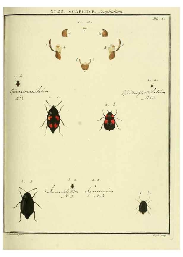 Reproducción/Reproduction 8112685278: Entomologie, ou, Histoire naturelle des insectes :. A Paris :De l'Imprimerie de Baudoin,1789-1808.