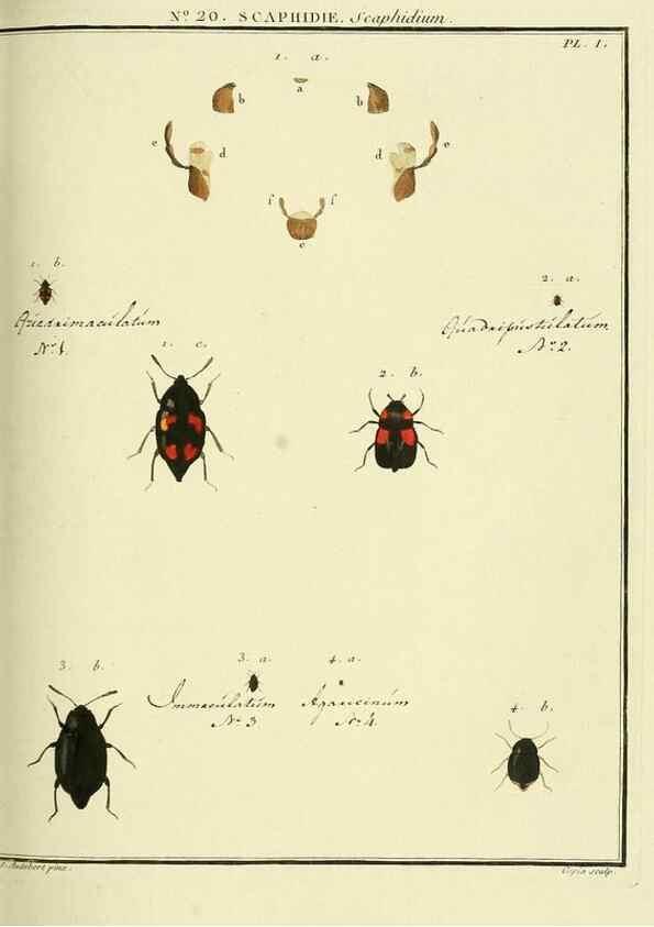 Reproducción/Reproduction 8112685278: Entomologie, ou, Histoire naturelle des insectes :. A Paris :De l'Imprimerie de Baudoin,1789-1808.