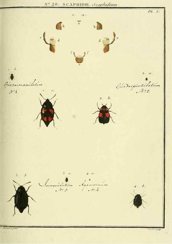 Reproducción/Reproduction 8112685278: Entomologie, ou, Histoire naturelle des insectes :. A Paris :De l'Imprimerie de Baudoin,1789-1808.