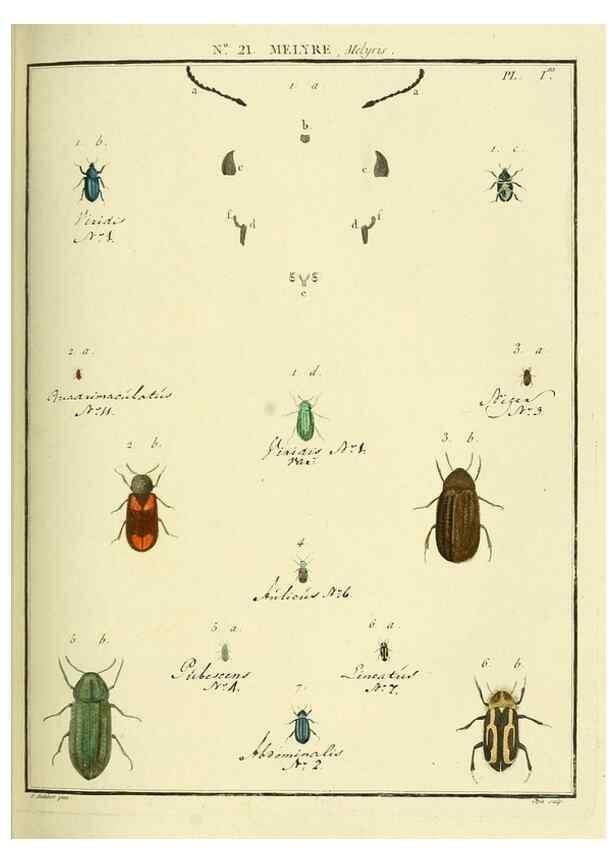 Reproducción/Reproduction 8112676201: Entomologie, ou, Histoire naturelle des insectes :. A Paris :De l'Imprimerie de Baudoin,1789-1808.