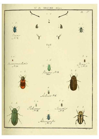 Reproducción/Reproduction 8112676201: Entomologie, ou, Histoire naturelle des insectes :. A Paris :De l'Imprimerie de Baudoin,1789-1808.