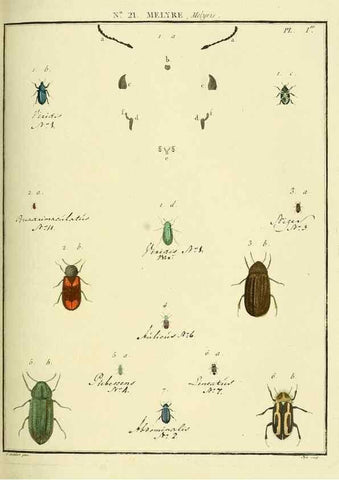 Reproducción/Reproduction 8112676201: Entomologie, ou, Histoire naturelle des insectes :. A Paris :De l'Imprimerie de Baudoin,1789-1808.