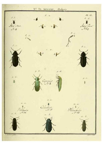 Reproducción/Reproduction 8112676571: Entomologie, ou, Histoire naturelle des insectes :. A Paris :De l'Imprimerie de Baudoin,1789-1808.