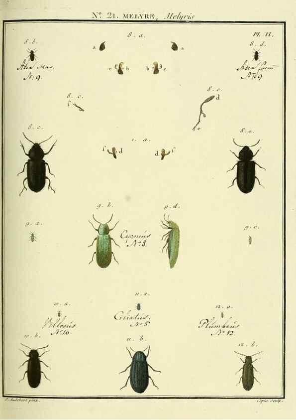 Reproducción/Reproduction 8112676571: Entomologie, ou, Histoire naturelle des insectes :. A Paris :De l'Imprimerie de Baudoin,1789-1808.