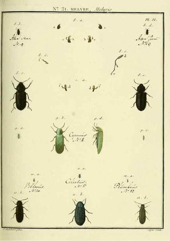 Reproducción/Reproduction 8112676571: Entomologie, ou, Histoire naturelle des insectes :. A Paris :De l'Imprimerie de Baudoin,1789-1808.