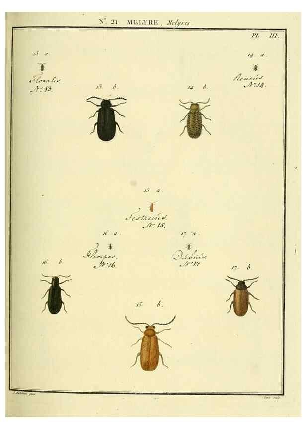 Reproducción/Reproduction 8112686504: Entomologie, ou, Histoire naturelle des insectes :. A Paris :De l'Imprimerie de Baudoin,1789-1808.