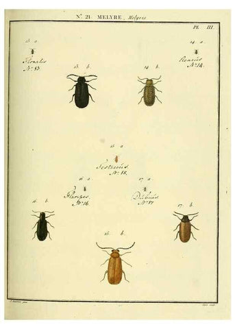 Reproducción/Reproduction 8112686504: Entomologie, ou, Histoire naturelle des insectes :. A Paris :De l'Imprimerie de Baudoin,1789-1808.