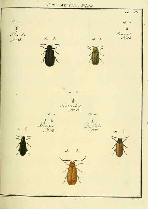 Reproducción/Reproduction 8112686504: Entomologie, ou, Histoire naturelle des insectes :. A Paris :De l'Imprimerie de Baudoin,1789-1808.